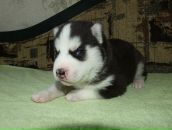 Віктор Сохан фотография #20 (источник - https://vk.com/id15919792)