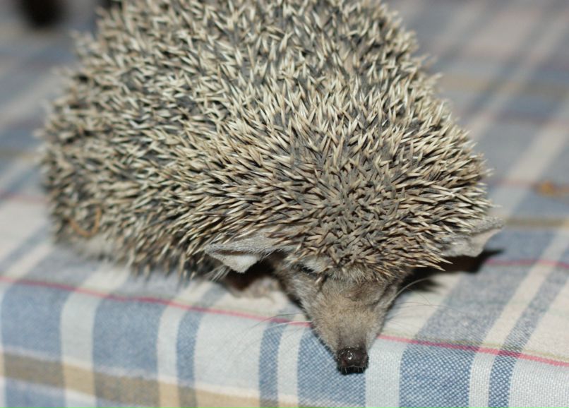 Дмитрий Бражников фотография #5