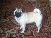 Фотография Шишкина Лёши