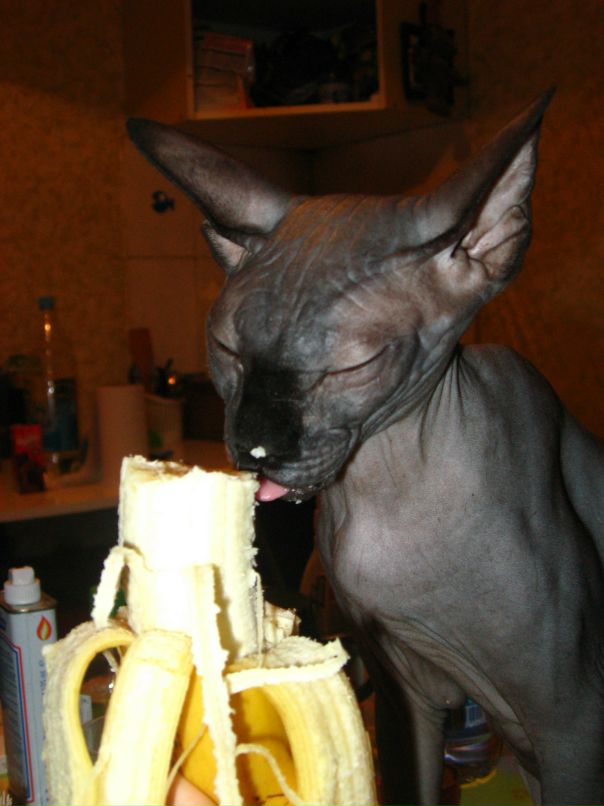 Korum Irsi фотография #43