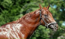 Drosselmeyer Favorite фотография #32 (источник - https://vk.com/id86315511)