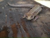 Фотография Изотовой Анны