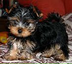 Свєтка Снігова фотография #11 (источник - https://vk.com/id81445447)