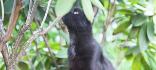 День Эрмитажного кота-2020: экскурсия в «Кошкин дом»