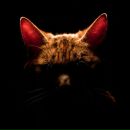 Фотография Hallakas Mikka