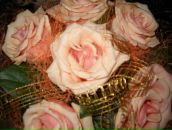 Светлана Куденко фотография #22 (источник - https://vk.com/id75942691)