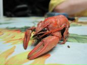 Фотография Позитивного Эльдара