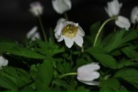 Фотография Ковальчук Дарьи