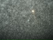 Фотография Нейвирта Димы