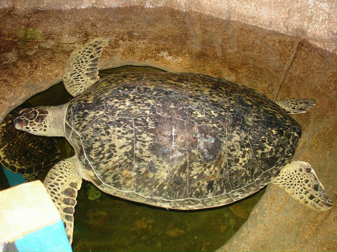 Дмитрий Тимохин фотография #40