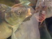 Bella Radenoviћ фотография #16 (источник - https://vk.com/id39098)