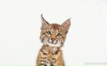 Фотография Крутяковой Оксаны