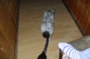 Кот Салтыков фотография #5 (источник - https://vk.com/id82408447)