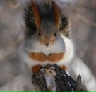 Фотография Ли Крохи