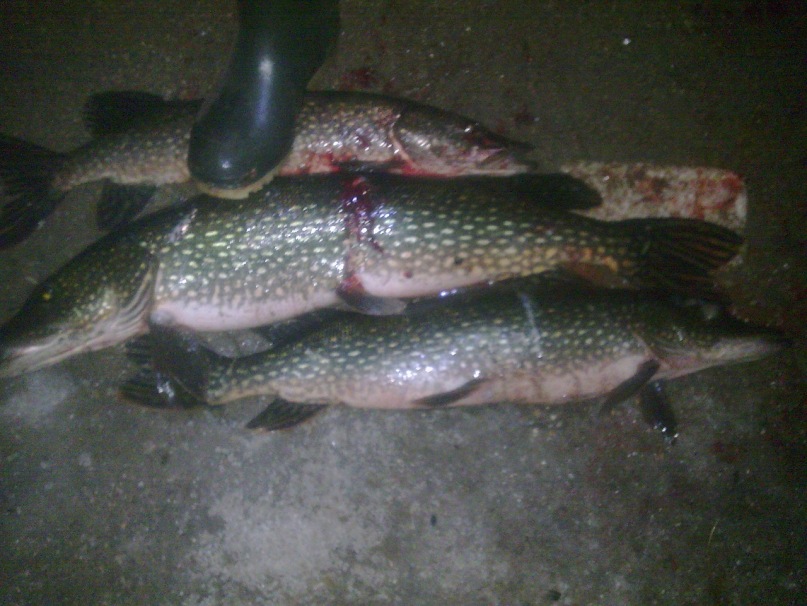 Дмитрий Воронов фотография #19