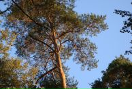 Фотография Демехина Максима