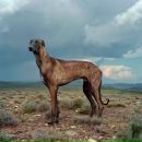 Фотография Харитонова Антона