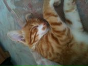 Fırat FIRAT фотография #25 (источник - https://vk.com/id22875274)