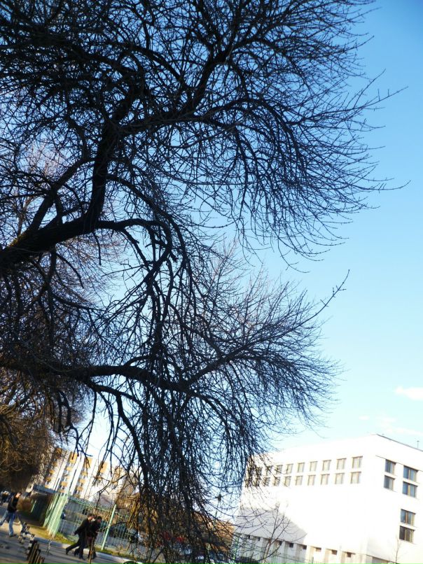 Dragon Fly фотография #8