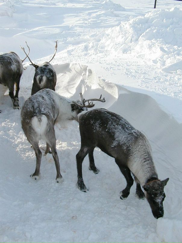 Сергей Розе фотография #28