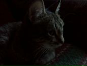 Фотография Шувалова Александра