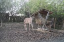 Ірина Мамажанова фотография #25 (источник - https://vk.com/id14260738)