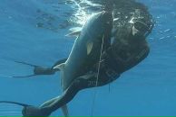 Леонтій Осичнюк фотография #47 (источник - https://vk.com/id104500249)