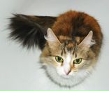 Фотография Гончаренко Анастасии